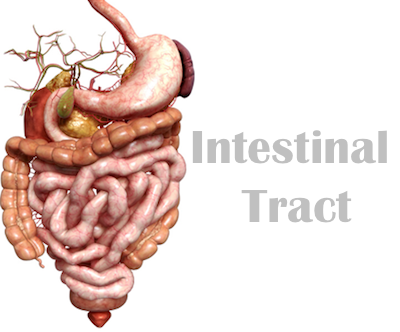 Your Intestinal  Tract