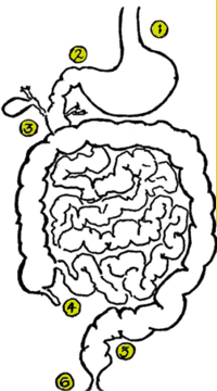 Digestion Canal - Crohn's Disease Living Probiotics